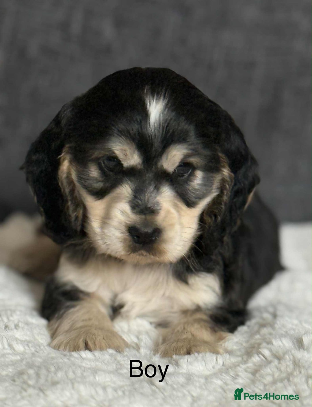 Cocker Spaniel dogs for sale: Kc registered cocker spaniels poops for sale - Image 8