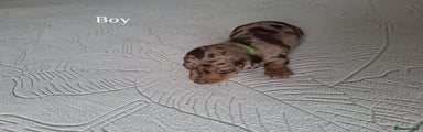Miniature Dachshund Puppy 3