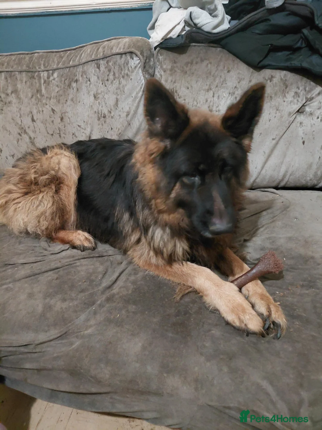 German Shepherd dogs for sale: German shepard puppies long haired  - Advert 2