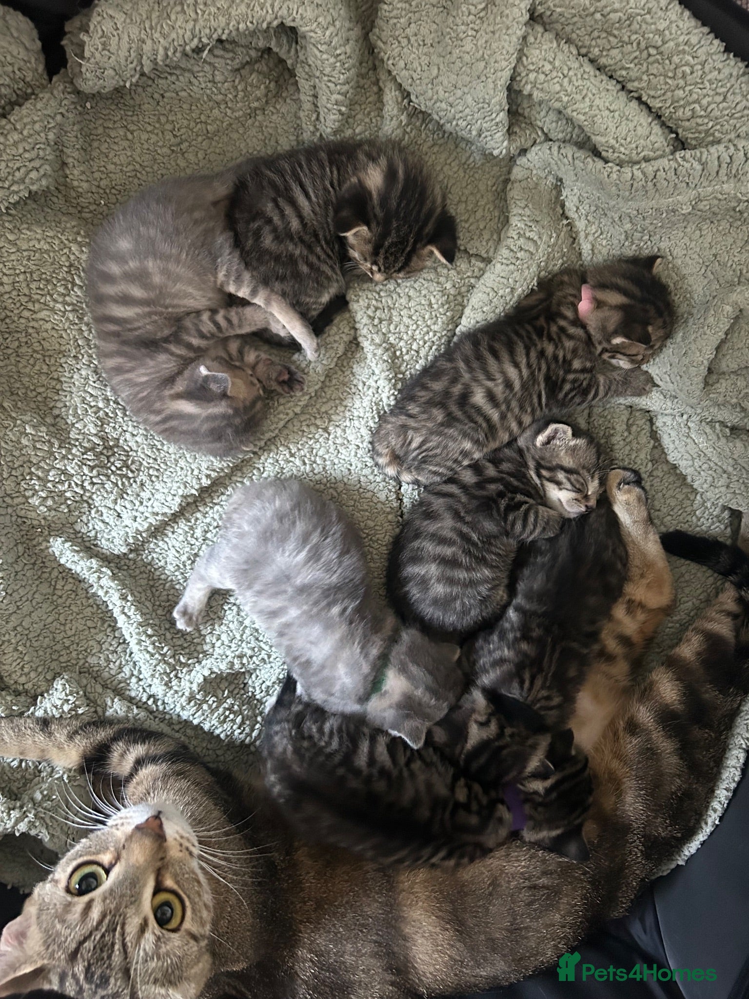 Mixed Breed cats Tabby/bengal x pure Canadian spynyhx  - Advert 1