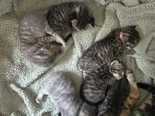 Mixed Breed cats Tabby/bengal x pure Canadian spynyhx - Advert 1