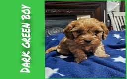 Cavapoo dogs for sale: Beautiful cavapoo litter - Image 2