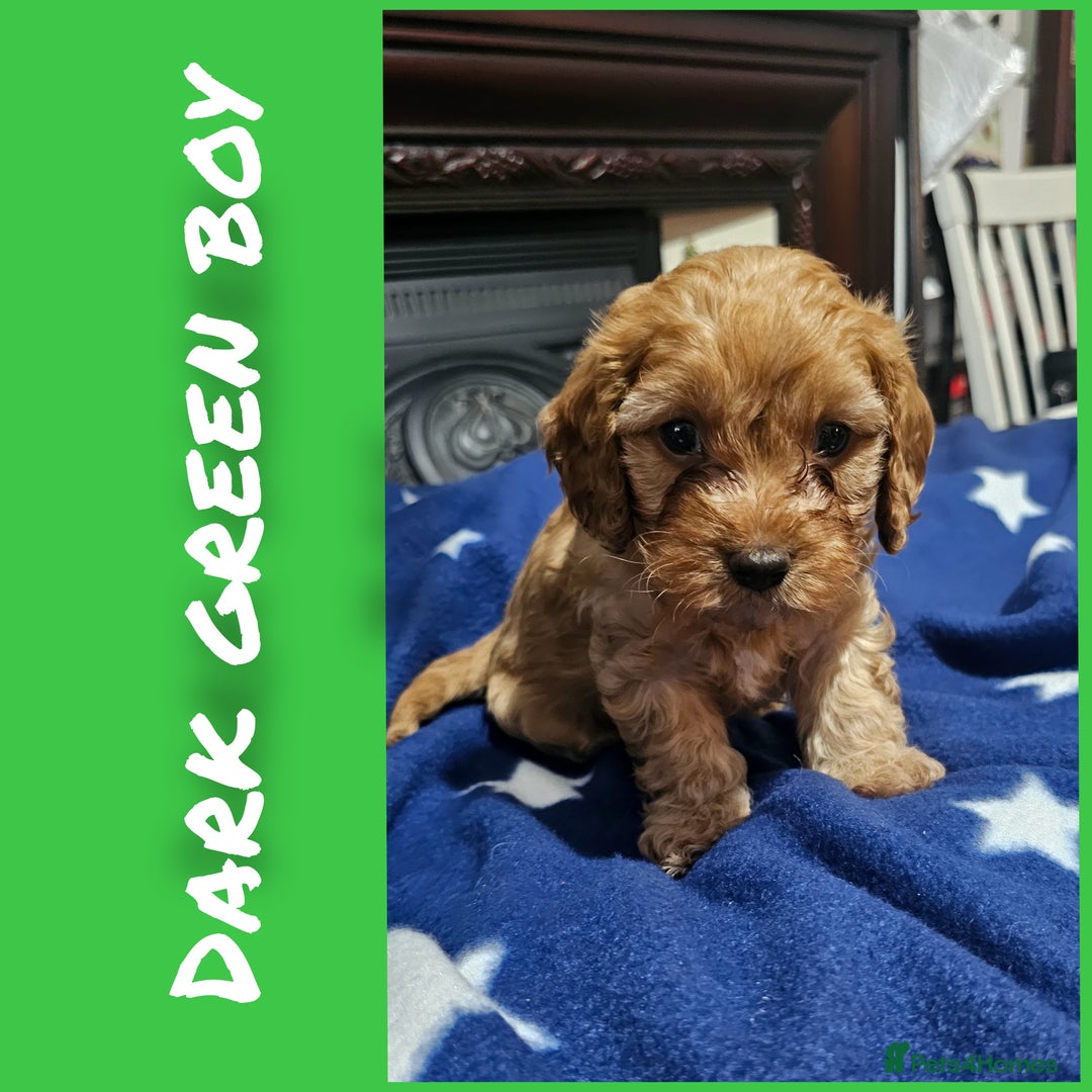 Cavapoo dogs for sale: Beautiful cavapoo litter - Image 2