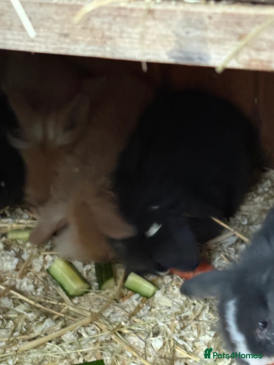 Mini Lop rabbits for sale: Mini lop baby rabbits  - Advert 6