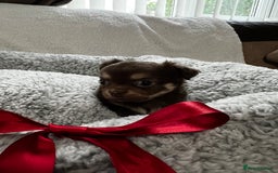 Chihuahua dogs for sale: ** Absolutely stunning small Chihuahuas ** - Image 5