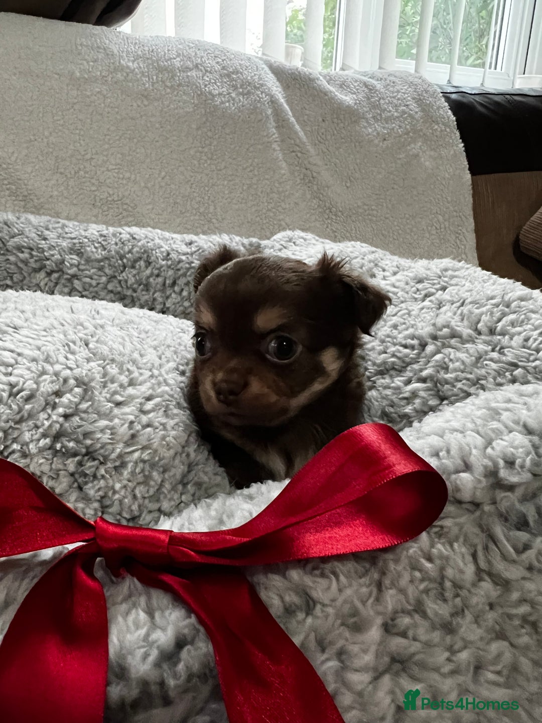 Chihuahua dogs for sale: ** Absolutely stunning small Chihuahuas ** - Image 5