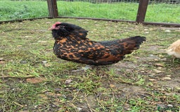 Chickens poultry for sale: Gold Spangled Thuringians POL - Image 3