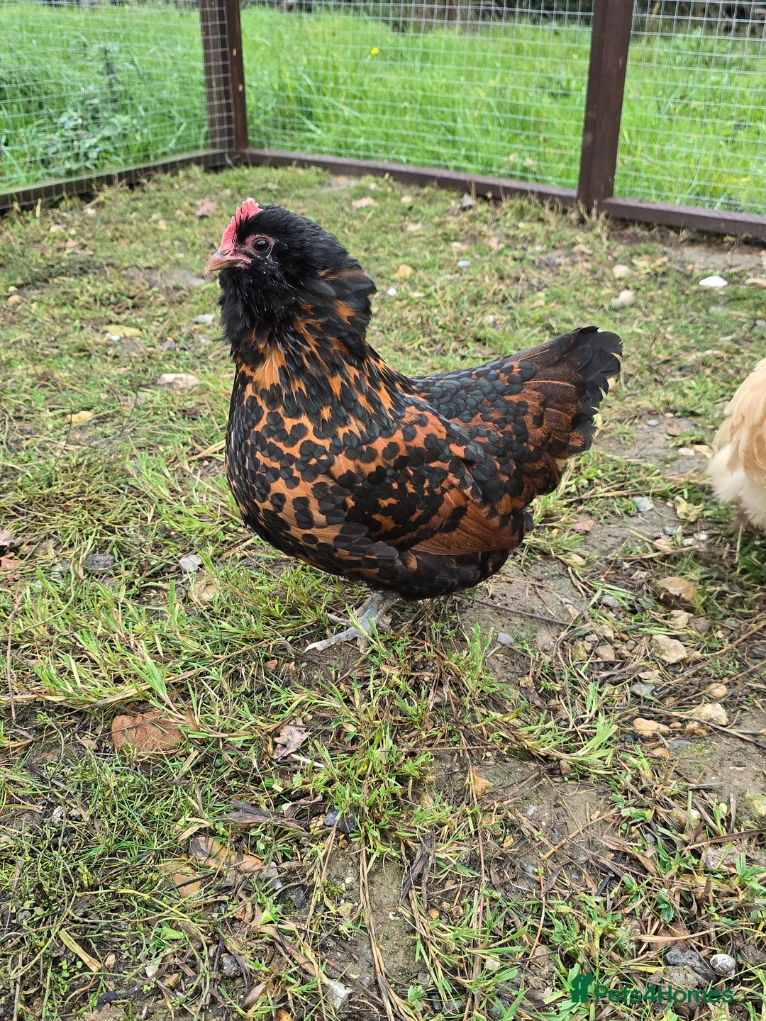 Chickens poultry for sale: Gold Spangled Thuringians POL - Image 3