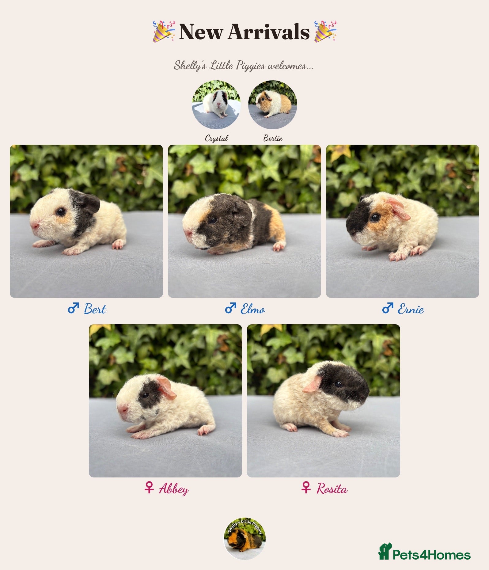 Guinea Pig rodents Gorgeous baby guinea pigs - Advert 23