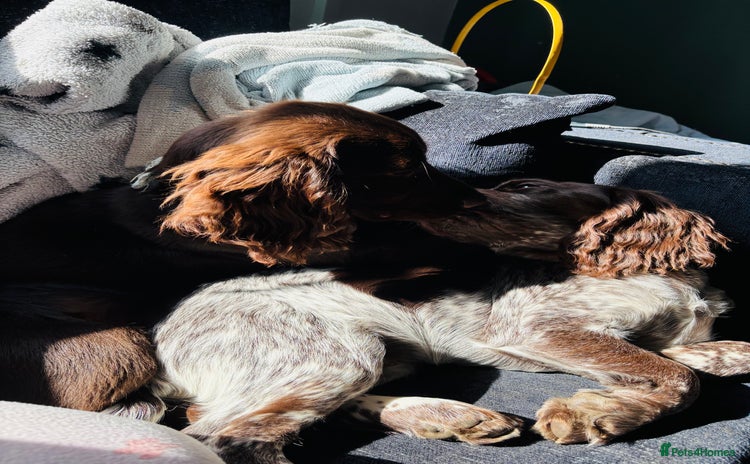 Cocker Spaniel dogs - Advert 1