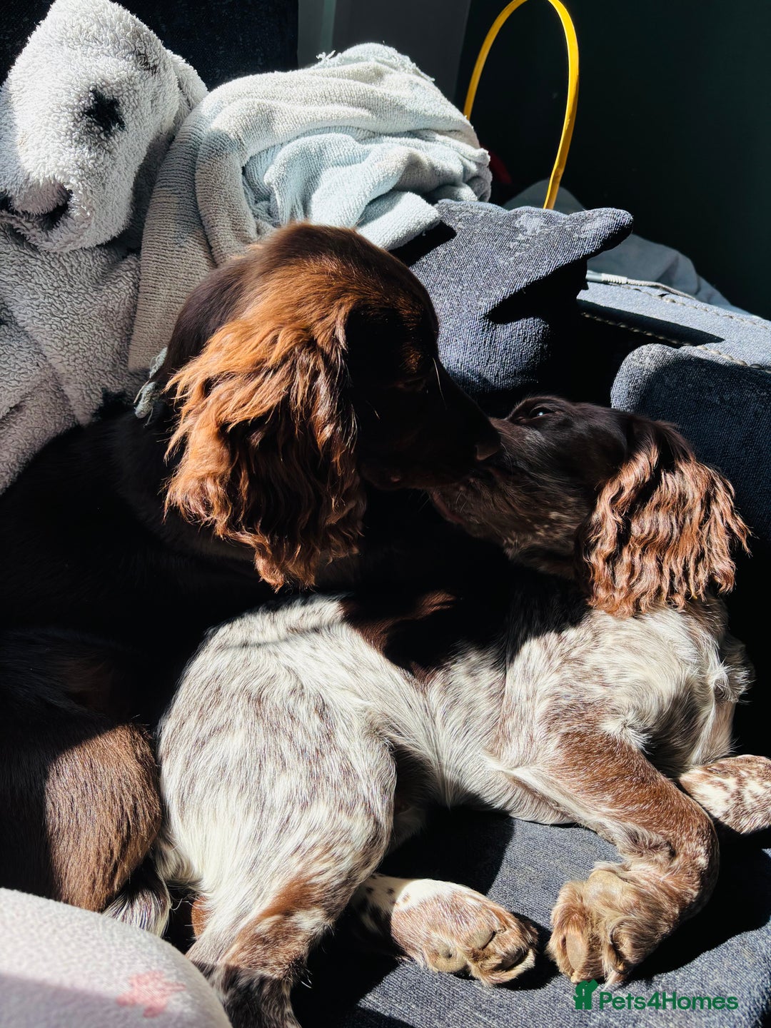 Cocker Spaniel dogs for sale: 1female 1male 7 month old puppies - Image 1