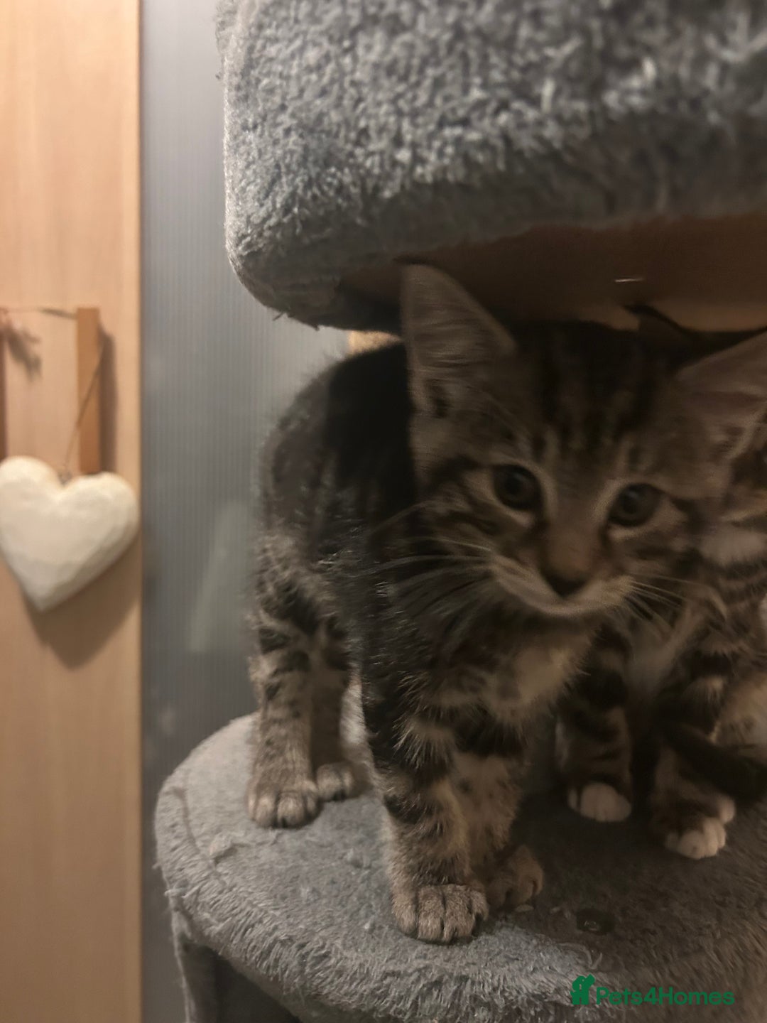 Norwegian Forest Cat cats for sale: Norwegian kittens x  - Image 9