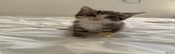 Mixed Breed cats for sale: kittens for sale  - Advert 2