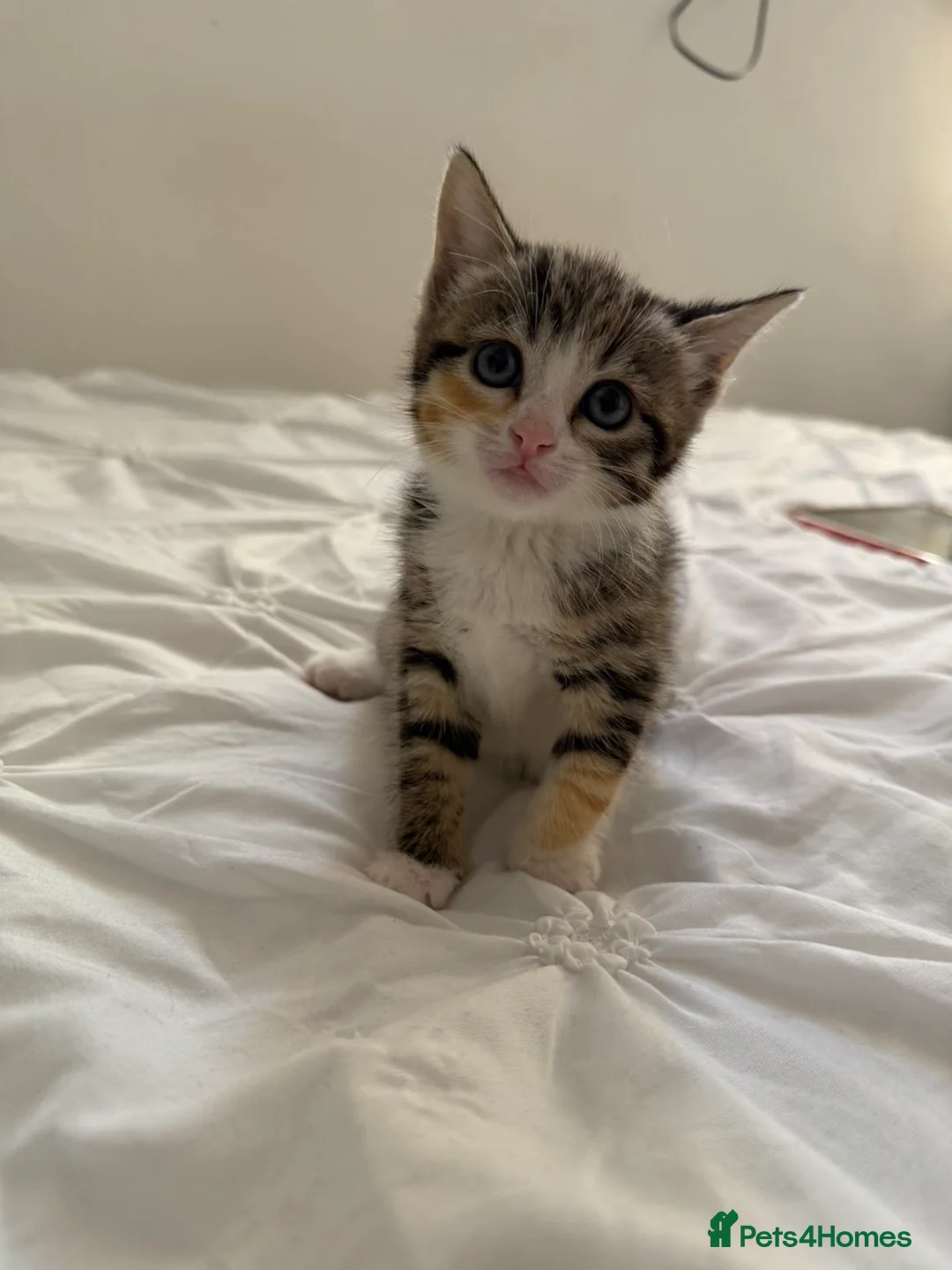 Mixed Breed cats for sale: kittens for sale  - Advert 2