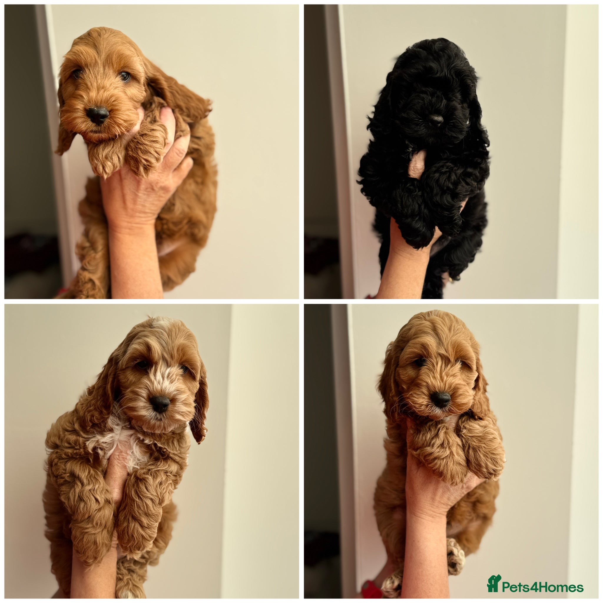 Cockapoo dogs F1 cockapoo puppies 💕READY NOW💕 - Advert 16