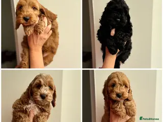 Cockapoo dogs F1 cockapoo puppies 💕READY NOW💕 - Advert 11