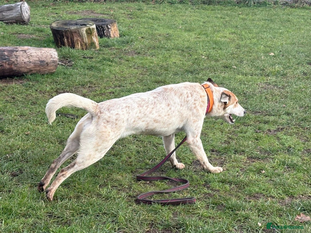Mixed Breed dogs for adoption: Trinity - Norwich Norfolk  - Advert 14