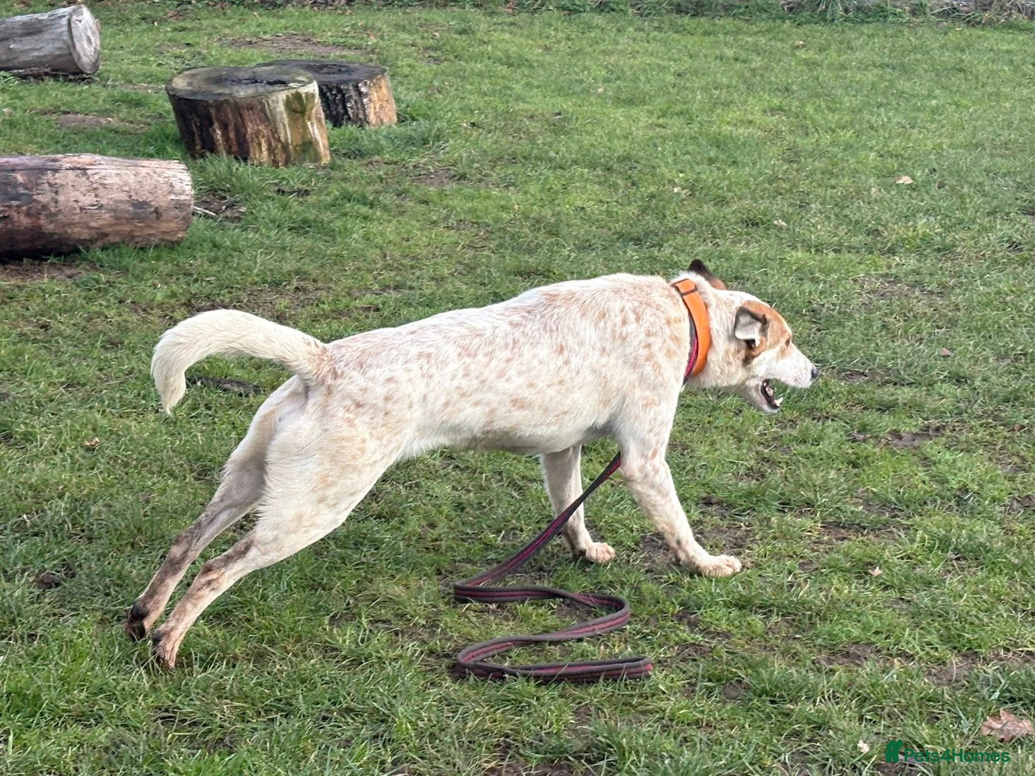 Mixed Breed dogs for adoption: Trinity - Norwich Norfolk  - Advert 14