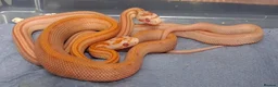Corn Snake reptiles for sale: Corn snake morphs  - Advert 1