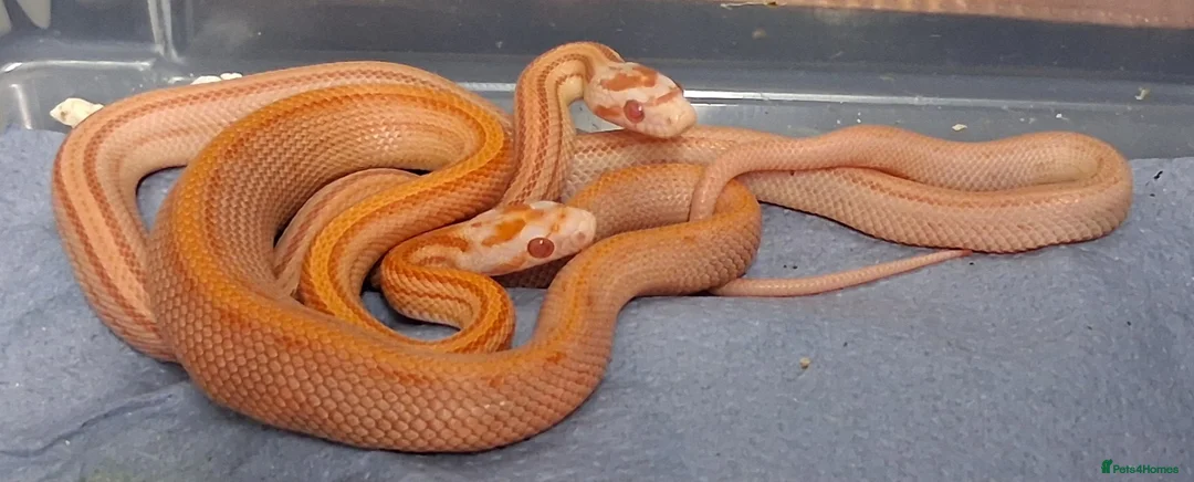 Corn Snake reptiles for sale: Corn snake morphs  - Advert 1