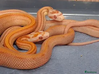 Corn Snake reptiles Corn snake morphs - Advert 1