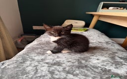 Mixed Breed cats for sale: Tuxedo kitten looking for a new home - Image 4