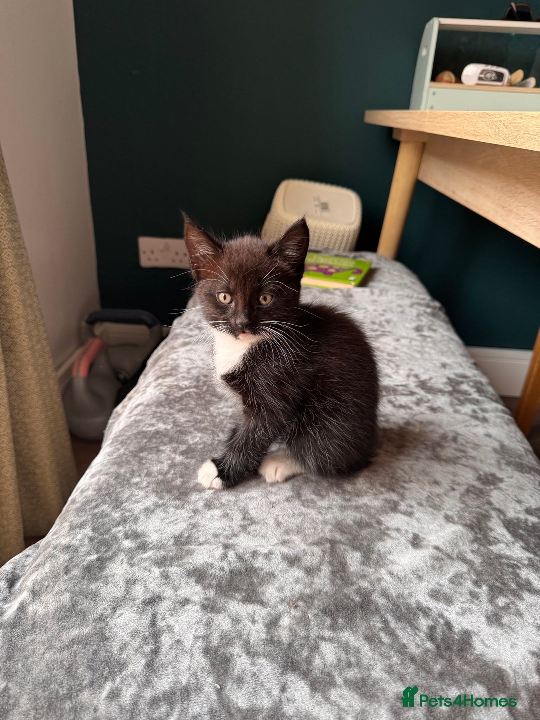 Mixed Breed cats for sale: Tuxedo kitten looking for a new home - Image 4