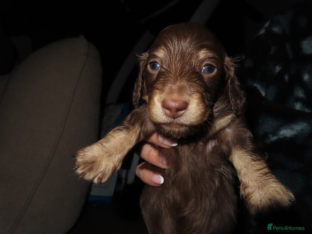 Miniature Dachshund dogs for sale: Long-Haired KC Miniature Dachshund Puppies  - Advert 7