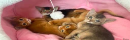 Abyssinian cats for sale: TICA Abyssinian kittens  - Advert 16
