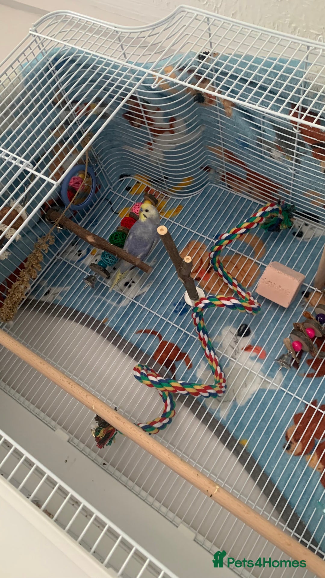 Budgerigars birds for sale: Budgie male and cage  - Image 3