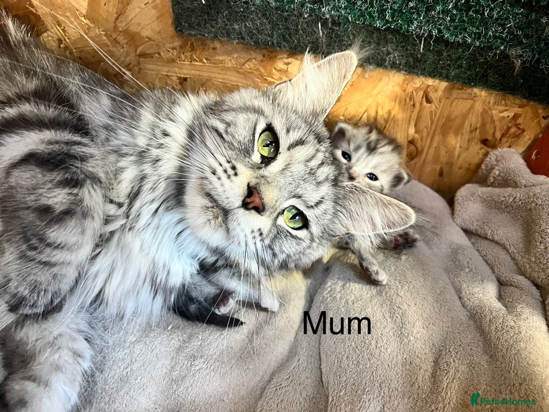 Maine Coon cats for sale: 🔥🔥Maine Coon 🔥🔥kittens  - Image 5