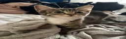 Mixed Breed cats for sale: Kittens looking for a forever home - Advert 14