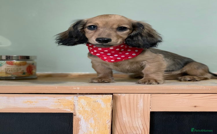 Miniature Dachshund dogs - Advert 4