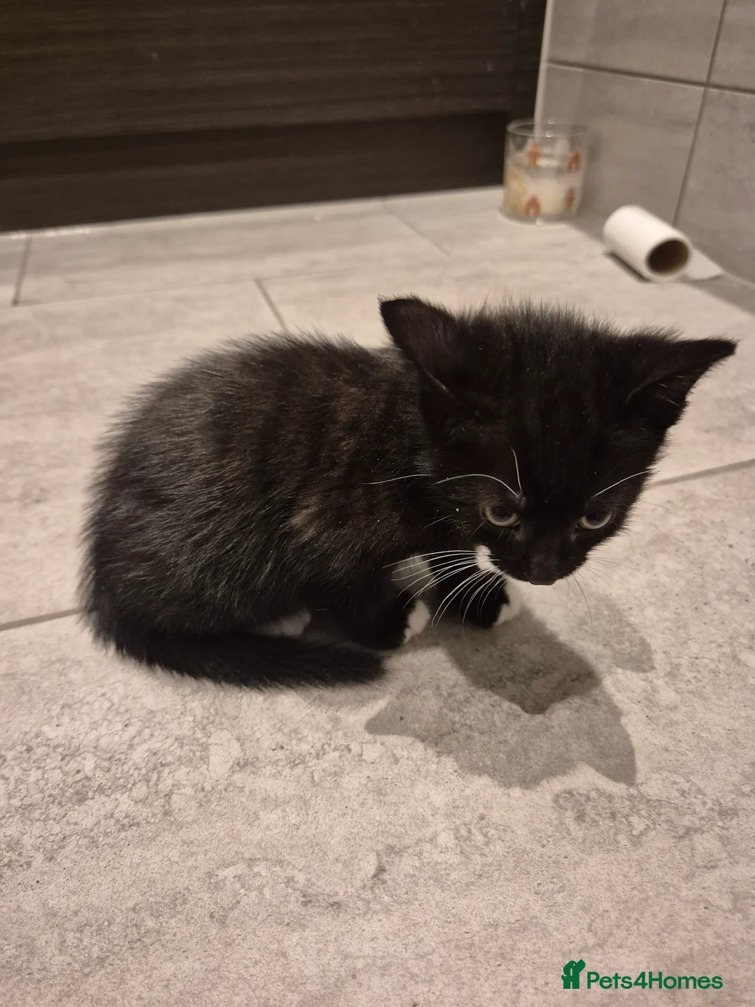 Mixed Breed cats for sale: Beautiful playful kitten need of home - Advert 8