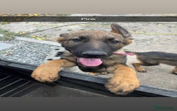 German Shepherd dogs for sale: German shepherd puppies looking for a new home  in Cambridge - Image 13