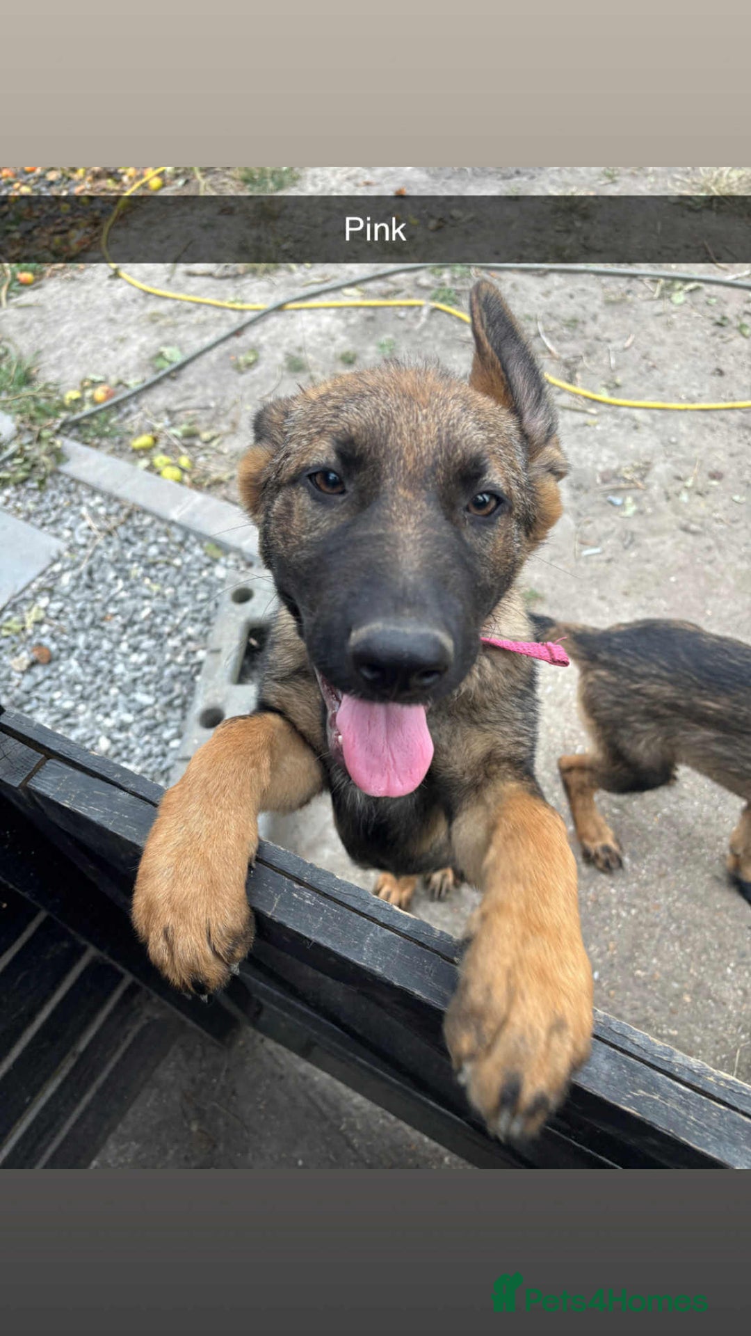 German Shepherd dogs for sale: German shepherd puppies looking for a new home  in Cambridge - Image 13