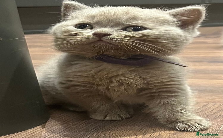 Scottish Fold cats - Advert 1