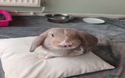 Mini Lop rabbits for sale: Mini Lop x French Lop Bunnies - Image 3