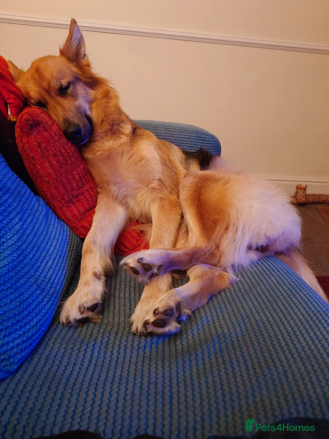 Gallery Image {{count}}