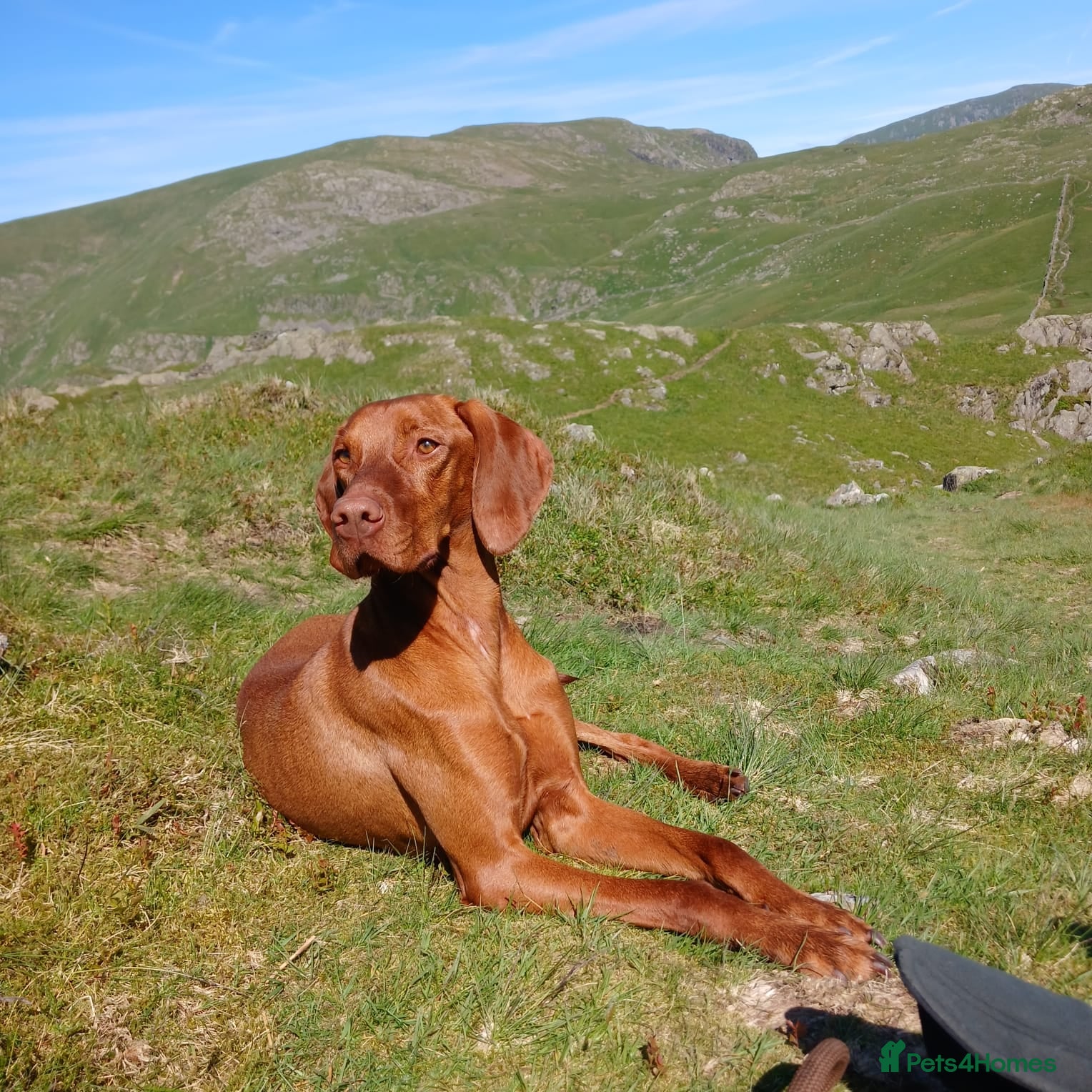 Hungarian Vizsla dogs Male Hungarian vizla - Advert 7