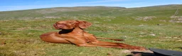 Hungarian Vizsla dogs for sale: Male Hungarian vizla - Advert 1