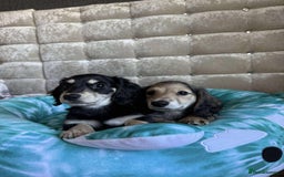 Dachshund dogs for sale: Miniature dachshund puppies  - Image 7
