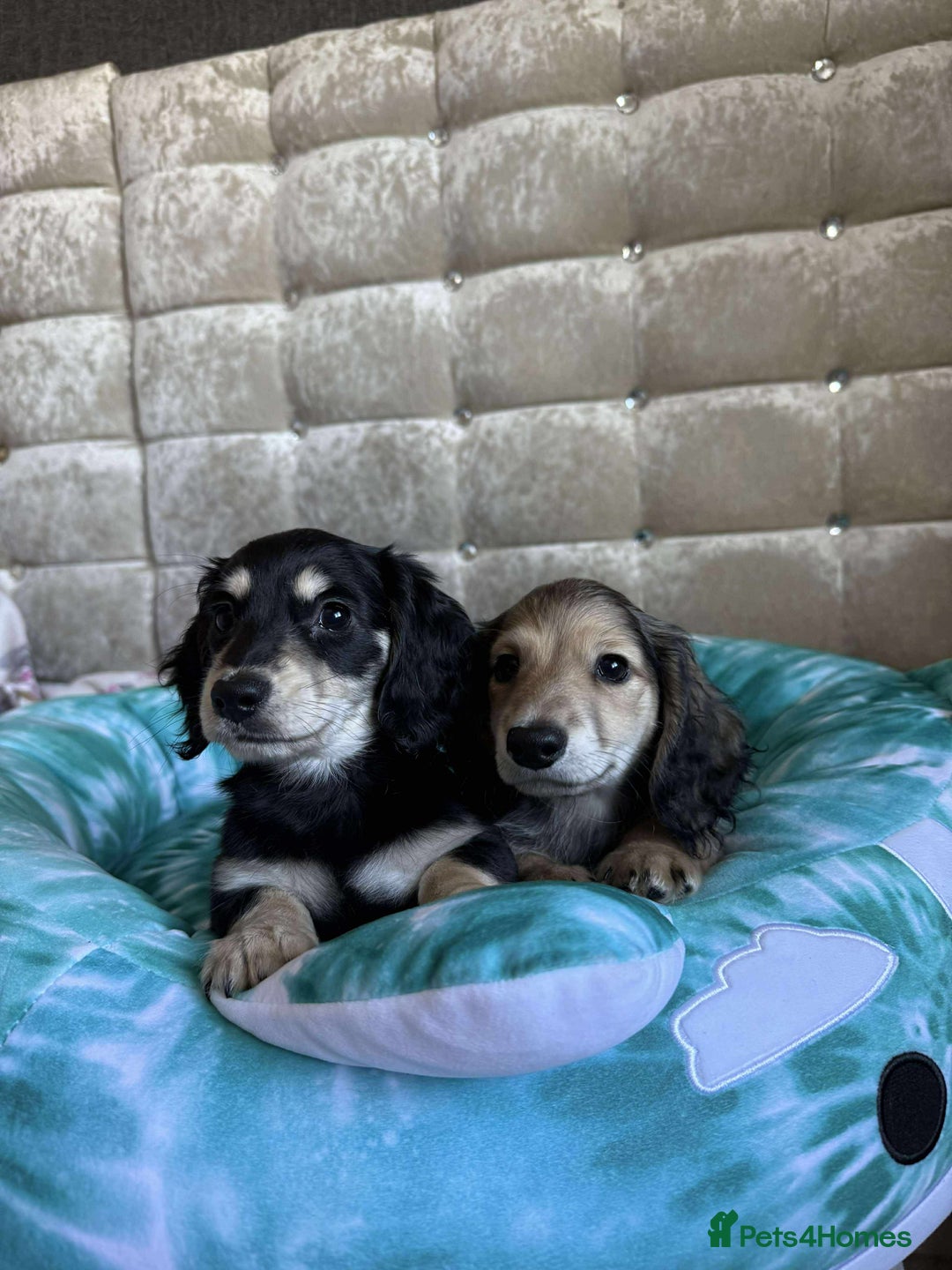 Dachshund dogs for sale: Miniature dachshund puppies  - Image 7