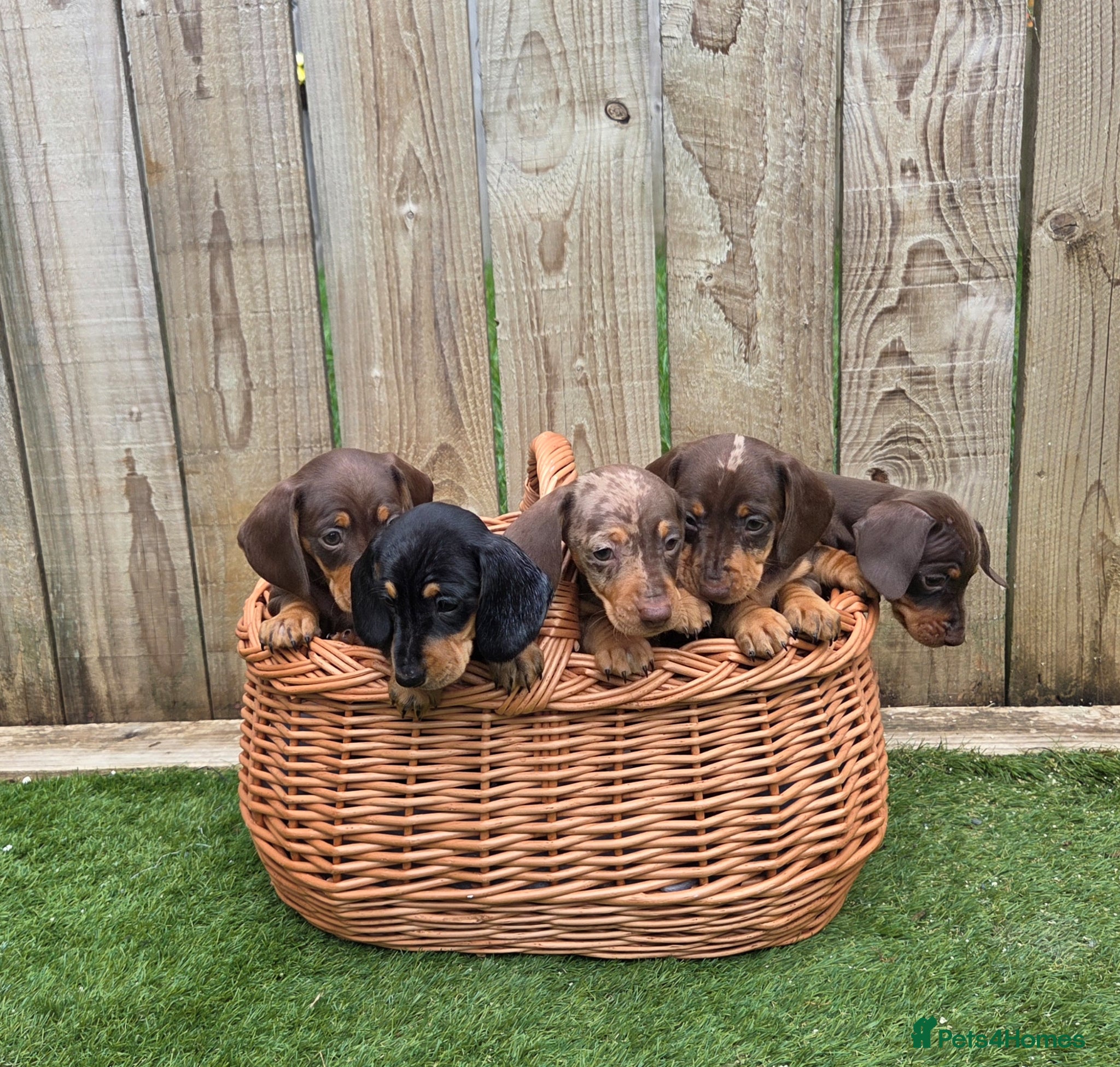 Miniature Dachshund dogs for sale: Adorable Miniature Dachshund Puppies for Sale - Advert 1