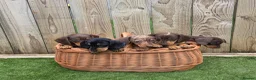 Miniature Dachshund dogs for sale: Adorable Miniature Dachshund Puppies for Sale - Advert 1
