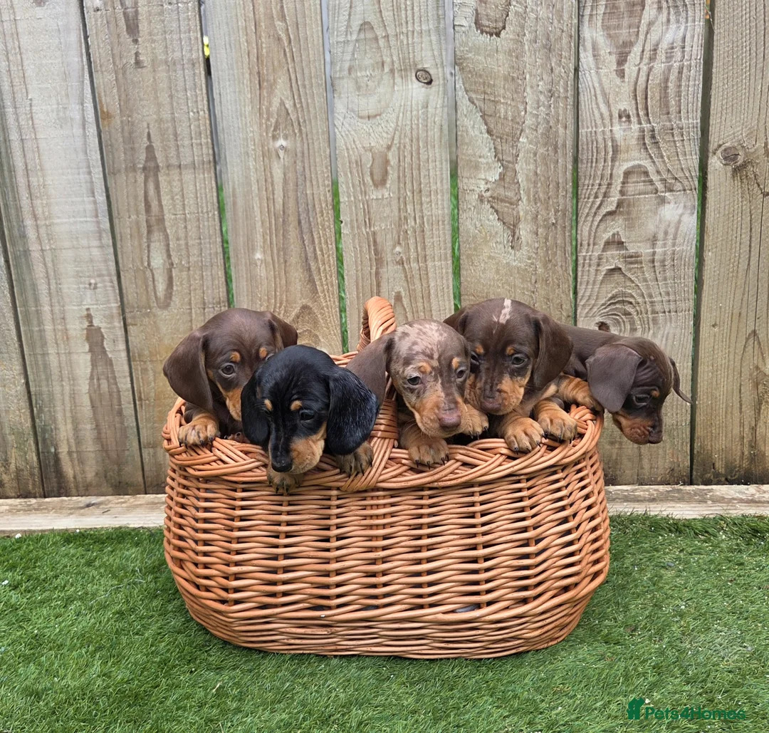 Miniature Dachshund dogs for sale: Adorable Miniature Dachshund Puppies for Sale - Advert 1