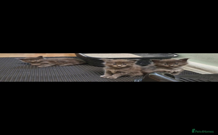 Maine Coon cats - Advert 7