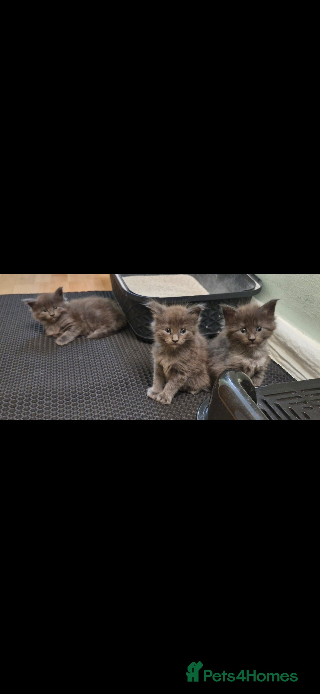 Maine Coon cats for sale: Adorable maincoon kittens 😸 looking for new home  - Image 1