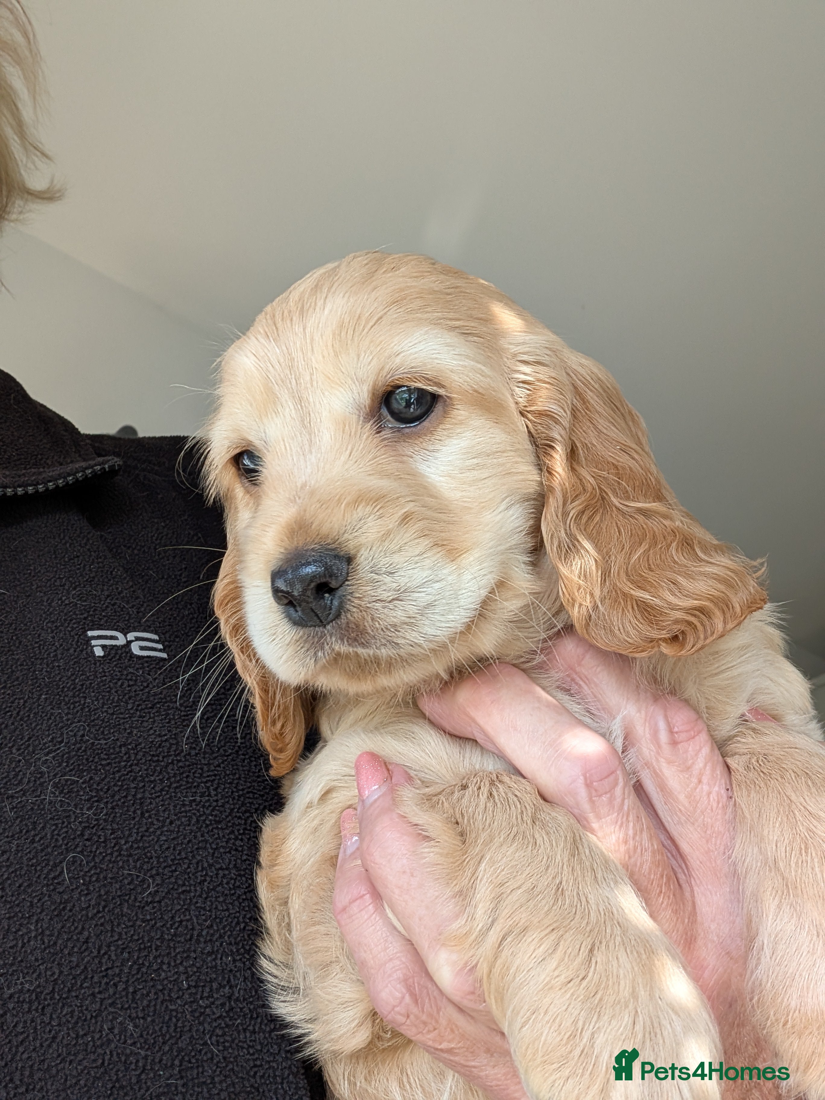 Cockapoo dogs  Beautiful Cockapoo puppies (2 available) - Advert 6