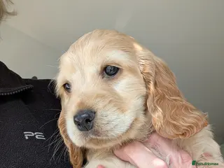 Cockapoo dogs Beautiful Cockapoo puppies (2 available) - Advert 6